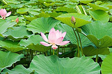 《碧姬公主 表演时刻》玩法视频全面介绍游戏特色亮点